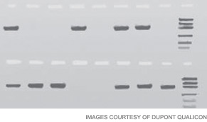 Image of results from 1995 using polymerase chain reaction with gel-based detection, with band placement readings for 8 tests in one batch