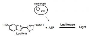 atp testing